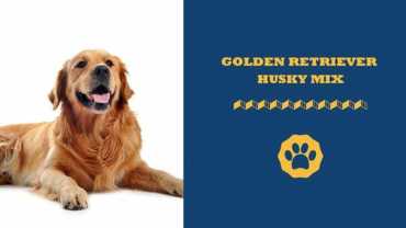 golden retriever husky mix