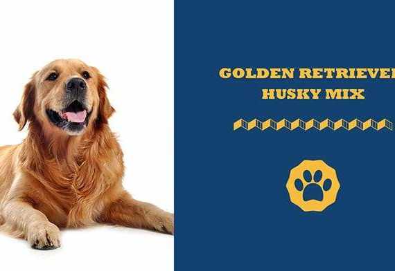 golden retriever husky mix
