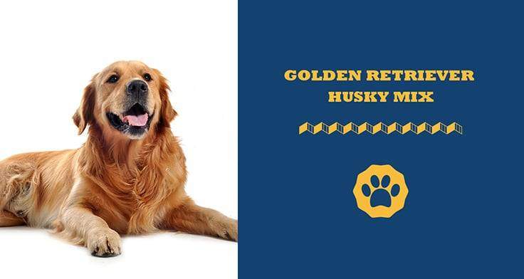 Golden Retriever Husky Mix - Totally Goldens
