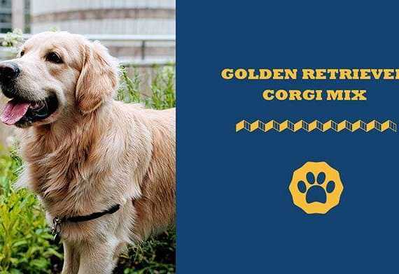 golden retriever corgi mix