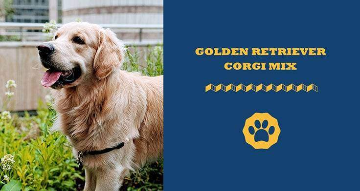 golden retriever corgi mix