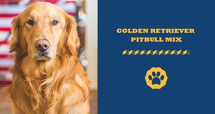 Golden Retriever Pit Bull Mix – Your Guide To A Rare Hybrid