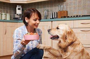 How Much To Feed A Golden Retriever Adult