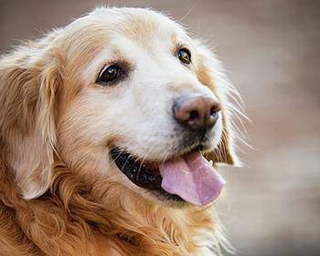how much to feed a senior golden retriever