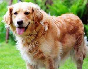 golden retriever and pitbull mix