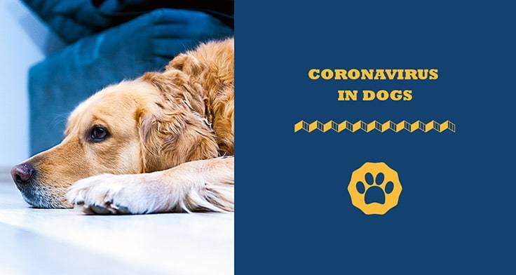 coronavirus in dogs