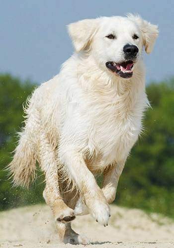 husky and golden retriever mix