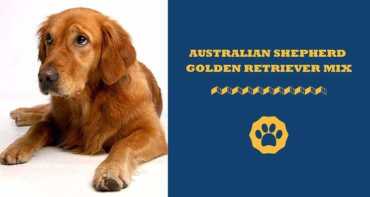 australian shepherd golden retriever mix