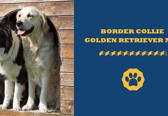border collie golden retriever mix