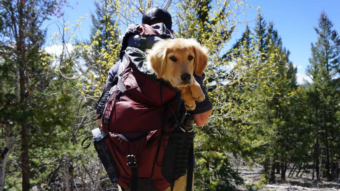 best golden retriever backpack carrier