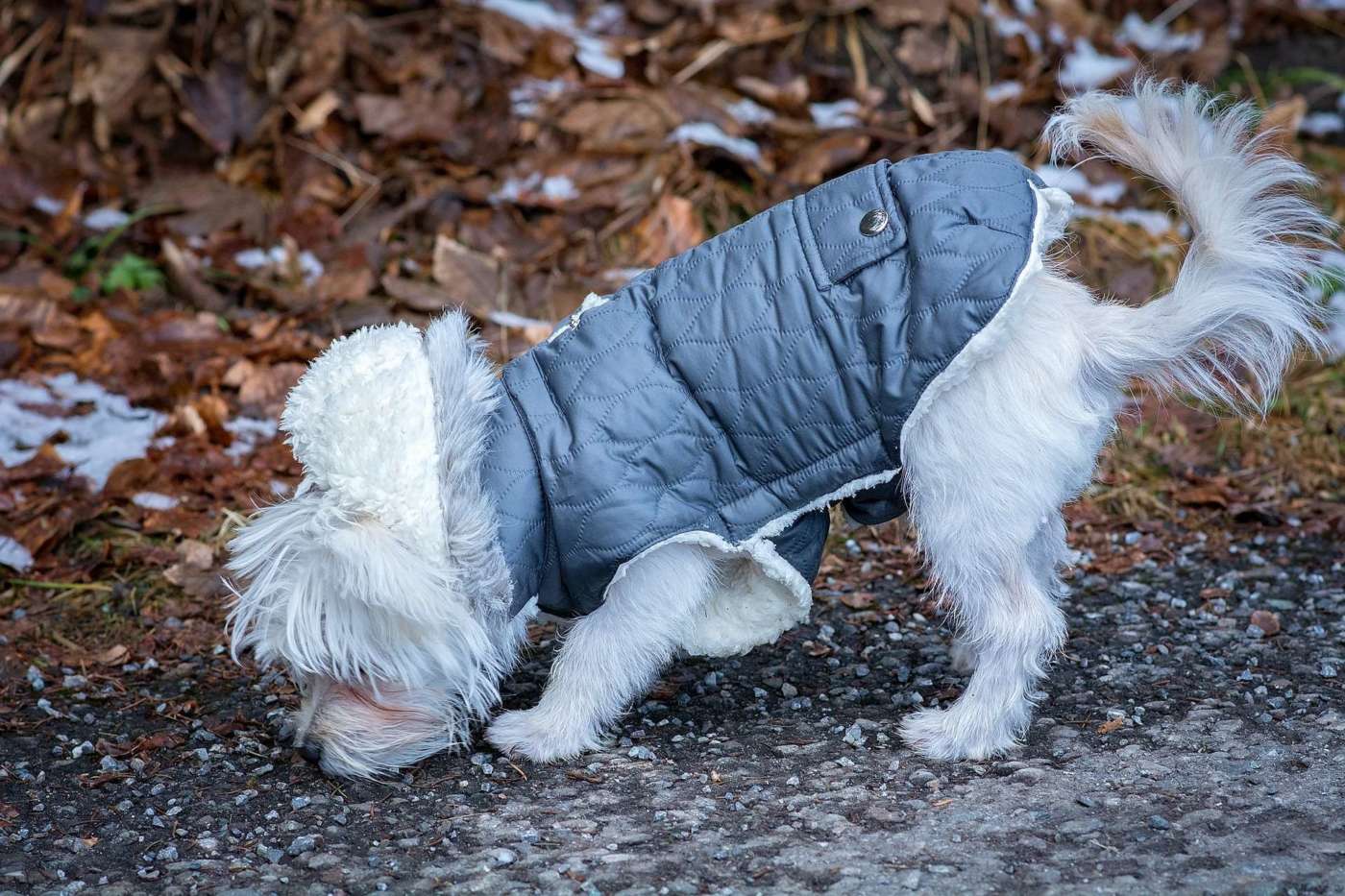 Best Dog Raincoat