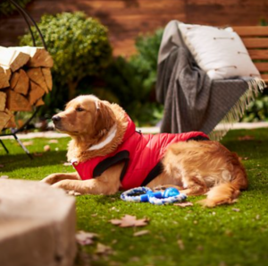 winter coat golden retriever