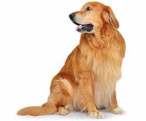 Female Golden Retriever Appearance