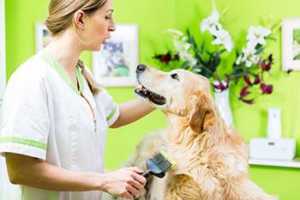 Caring For Female Golden Retrievers