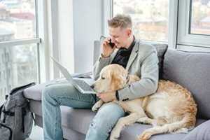 What Is Vetster Online Vet?