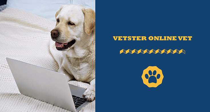 Vetster online vet