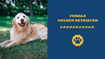 female golden retriever