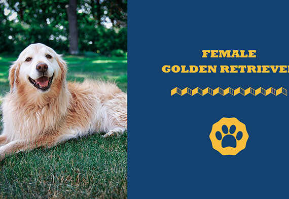 female golden retriever