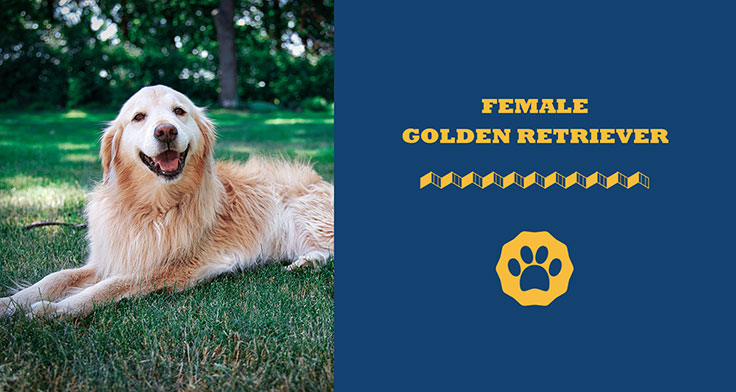 female golden retriever