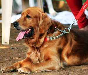 Factors That Can Affect A Golden Retriever’s Speed