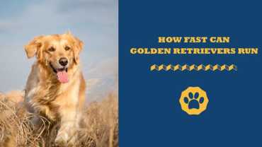 how fast can golden retrievers run