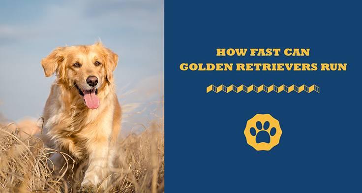 how fast can golden retrievers run