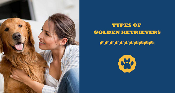 types of golden retrievers