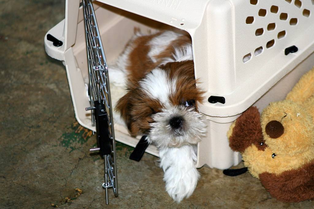 Closing The Door of the crate