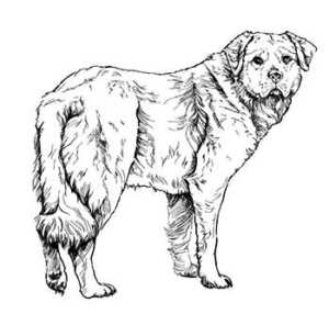 How To Draw A Golden Retriever Step-By-Step : Step Six
