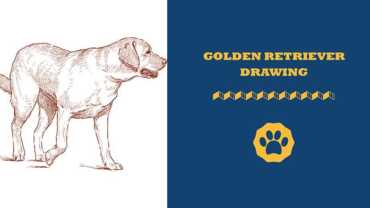 golden retriever drawing