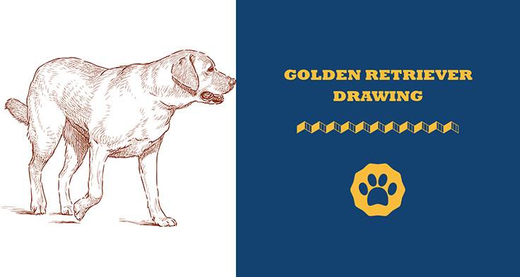 golden retriever drawing