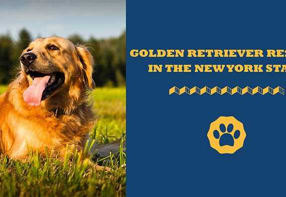 golden retriever rescues in states/New York