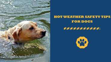 hot weather safety tips for dogs