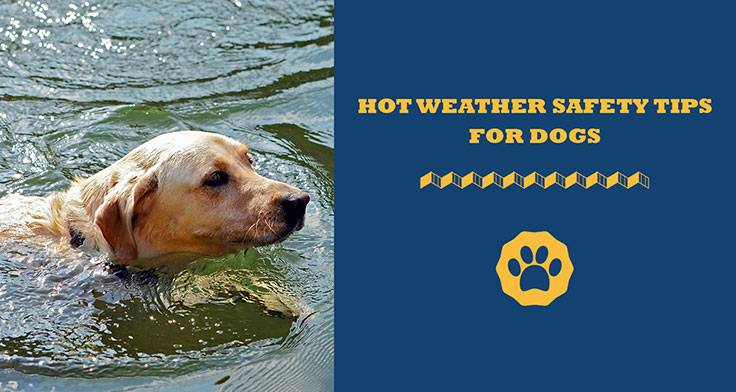 hot weather safety tips for dogs