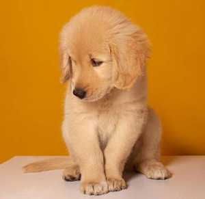 Best Golden Retriever Names For Male Puppies
