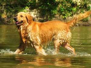 Hunting And Tracking Names For Male Golden Retrievers