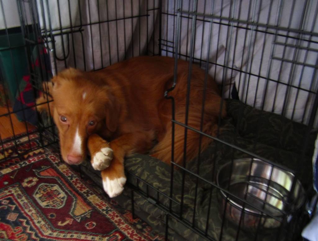 dog in crate