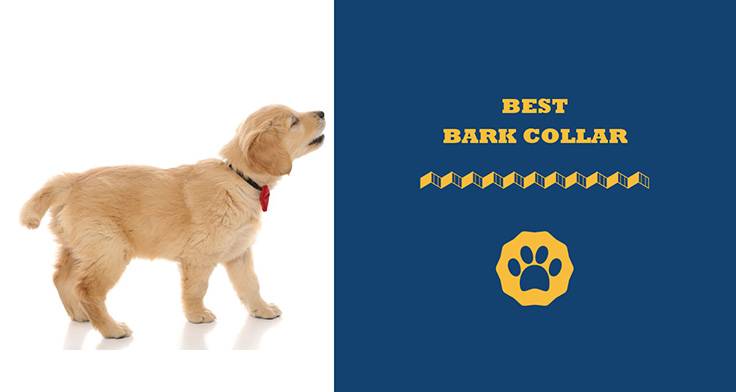 best bark collar