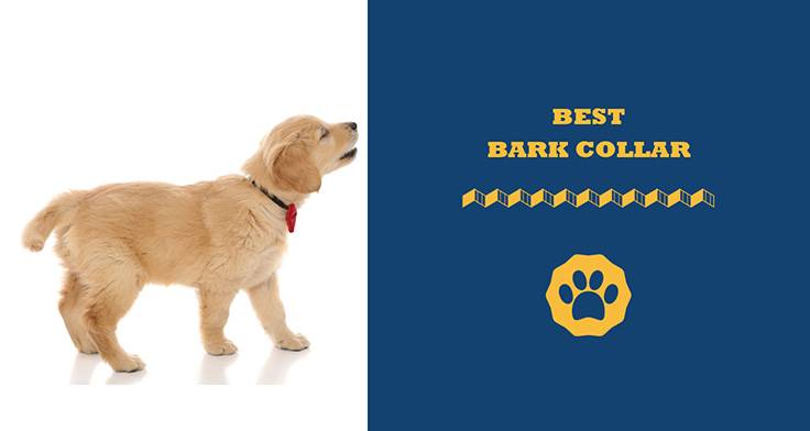 Best bark collar