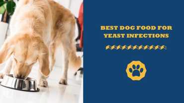 best dog food for yeast infections