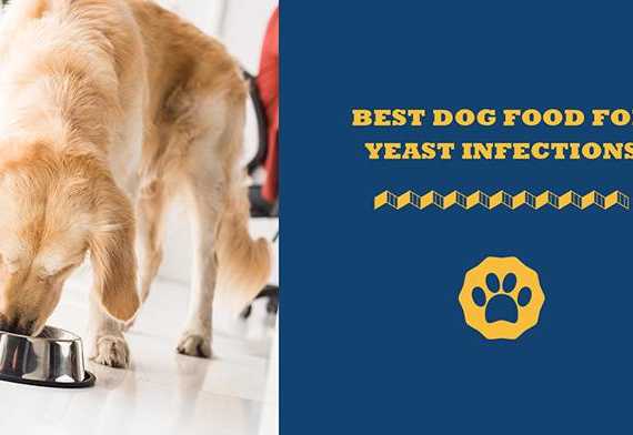 best dog food for yeast infections