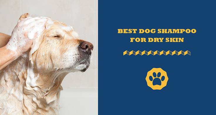 Best Dog Shampoo For Dry Itchy Skin - Totally Goldens