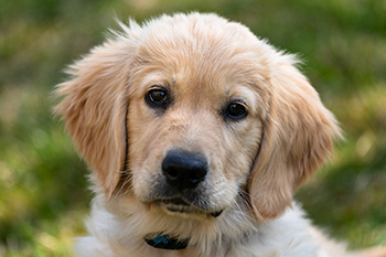 At What Age Should Golden Retrievers Be Fixed?