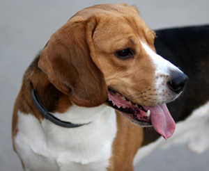 Beagle And Golden Retriever Coat And Color