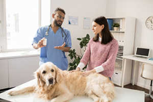 Beagle And Golden Retriever Health