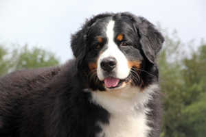 Bernese Mountain Dog And Golden Retriever Coat And Color