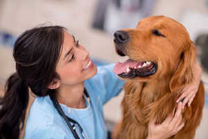 Bernese Mountain Dogs vs Golden Retrievers Grooming Needs