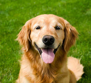 Great Pyrenees And Golden Retriever Grooming Needs