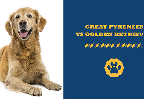 Great pyrenees vs golden retriever