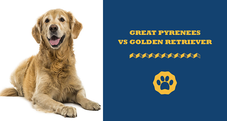 Great pyrenees vs golden retriever